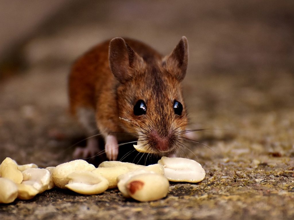 Indagine Doxa: circa 5 milioni di italiani hanno incontrato  topi e ratti nel proprio luogo di lavoro. Per il 75% sono sinonimo di scarsa igiene