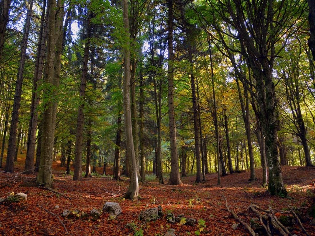 Presentato il dossier per il riconoscimento delle nostre faggete vetuste all’interno del sito Patrimonio Mondiale Naturale