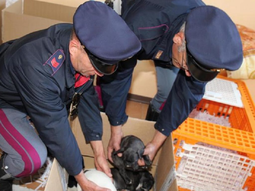 Traffico di cani e gatti: il Parlamento europeo chiede nuove e più stringenti misure contro il commercio illegale di cuccioli