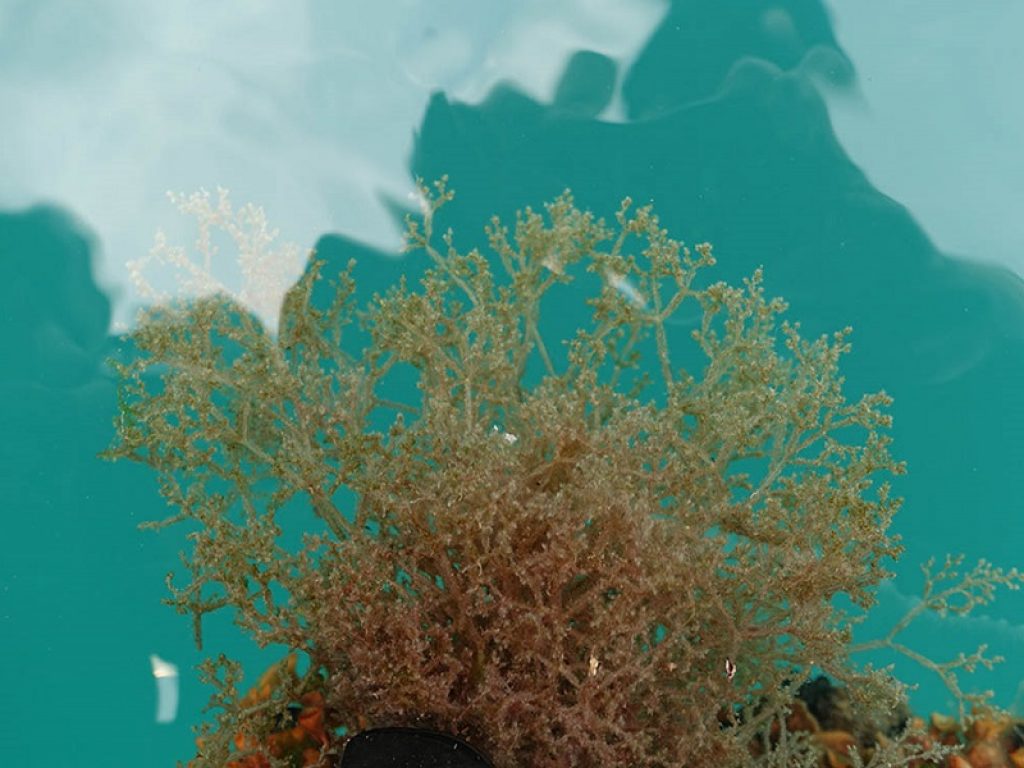 Dai piccoli organismi marini originari delle Galapagos ai mini crostacei giapponesi: nel mare ligure ricercatori individuano specie aliene