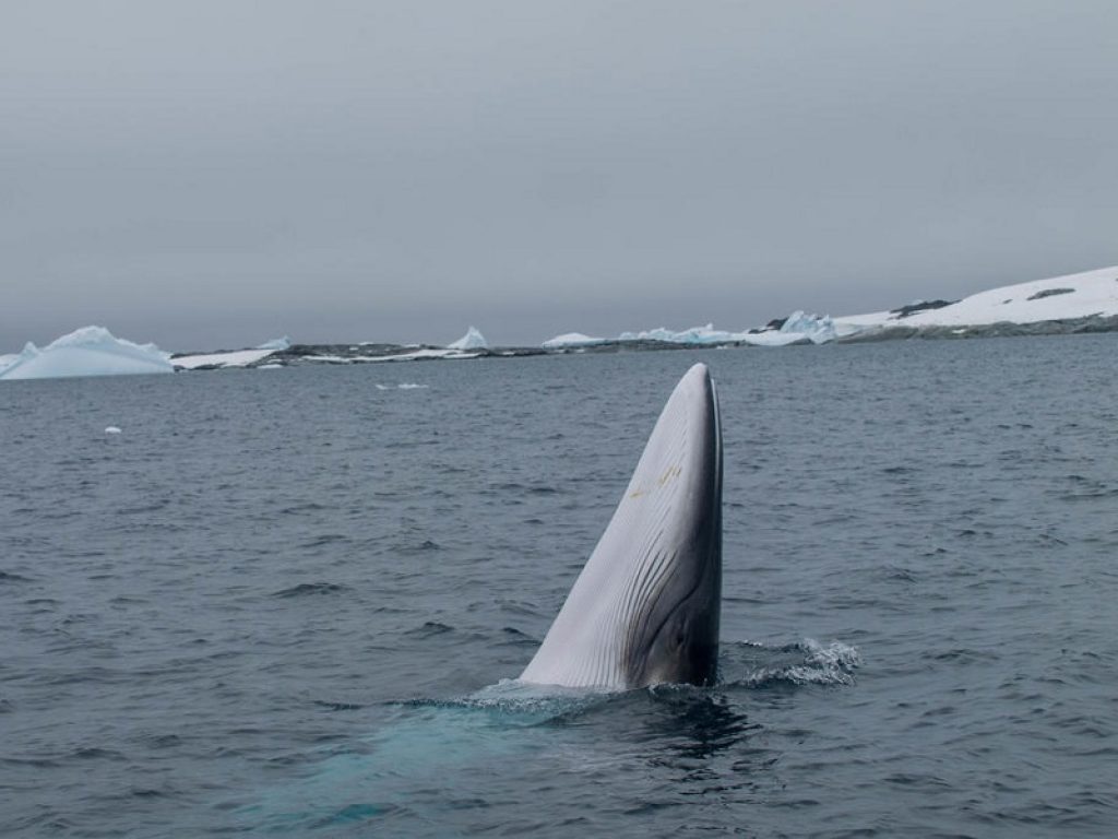 Ecosistema marino: una risorsa da proteggere. L'allarme rilanciato da Alberto Luca Recchi, esploratore e fotografo subacqueo specializzato in squali e balene