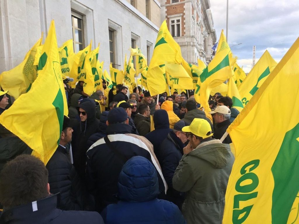 Raccolto di olio pugliese più che dimezzato: agricoltori in piazza per denunciare l’assenza nella manovra delle misure necessarie a garantire adeguate risorse al Fondo di Solidarietà Nazionale