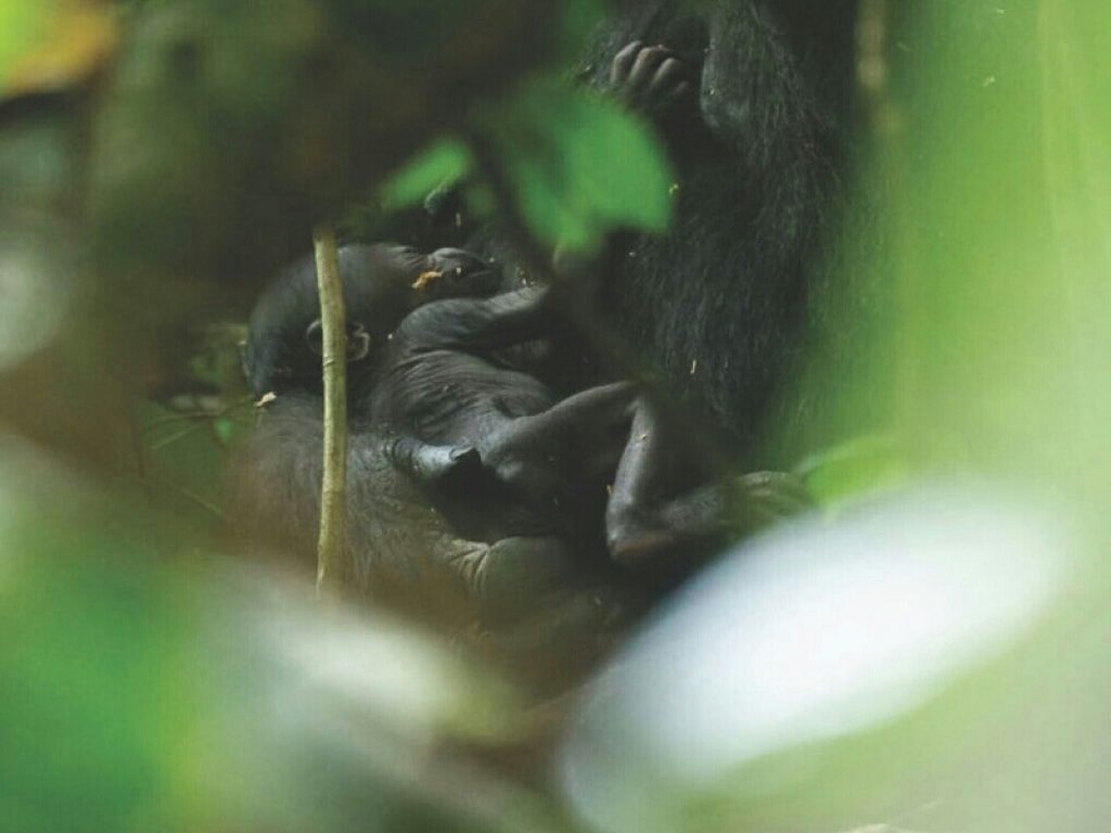 Fiocco azzurro nella riserva di Dzanga Sangha, nella Repubblica Centrafricana, dove il WWF è impegnato da anni nel progetto di abituazione dei gorilla di pianura occidentali