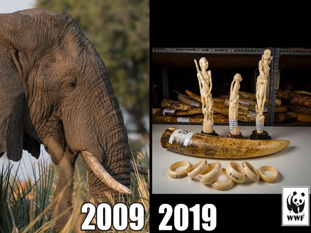 La 10 years challenge del WWF per tre specie simbolo del nostro Pianeta: l'elefante africano, il rinoceronte e il leone 