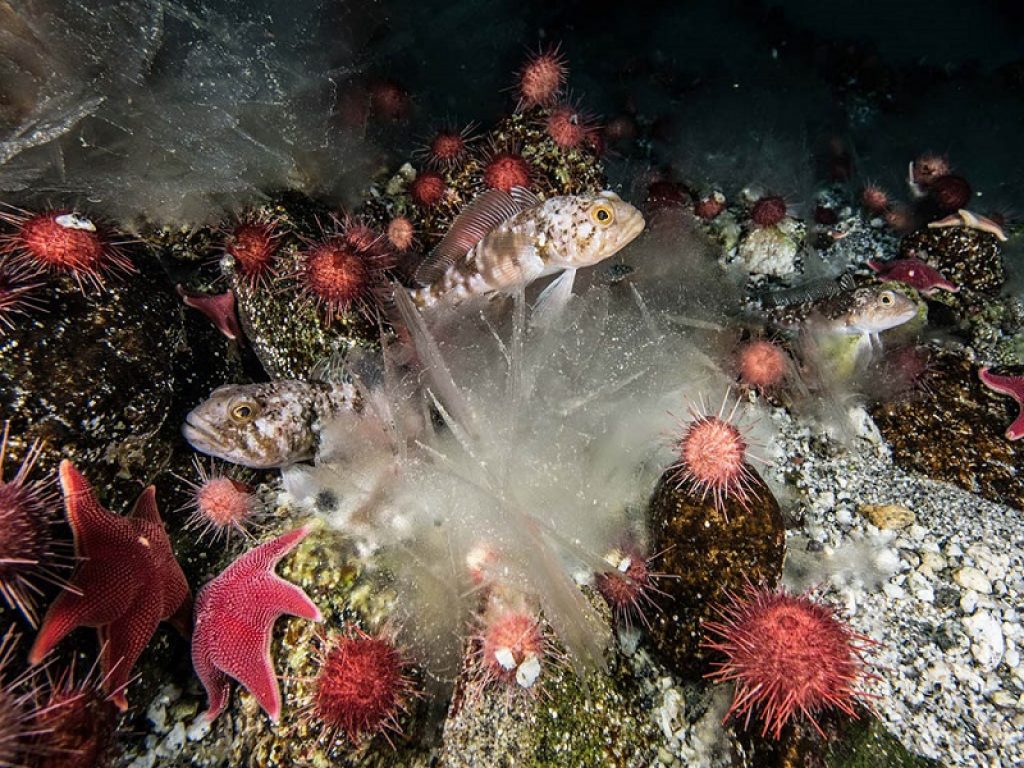 Progetto biennale “Ice-ClimaLizers”, coordinato dall’ENEA: in Antartide laboratorio a 25,5 metri di profondità nelle acque gelide per studiare i cambiamenti climatici attraverso i processi di crescita di alghe coralline e piccoli invertebrati