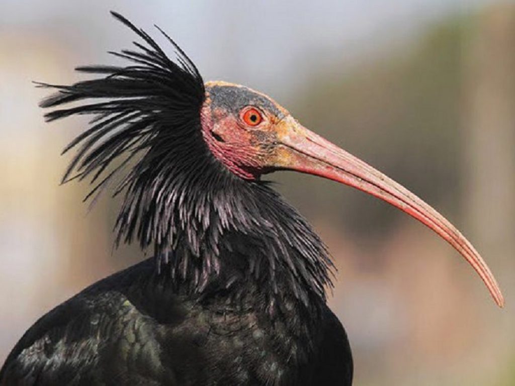 WWF: Dusti, un raro esemplare di ibis eremita, è l'ultima vittima dei bracconieri. L'animale senza vita è stato trovato in Toscana