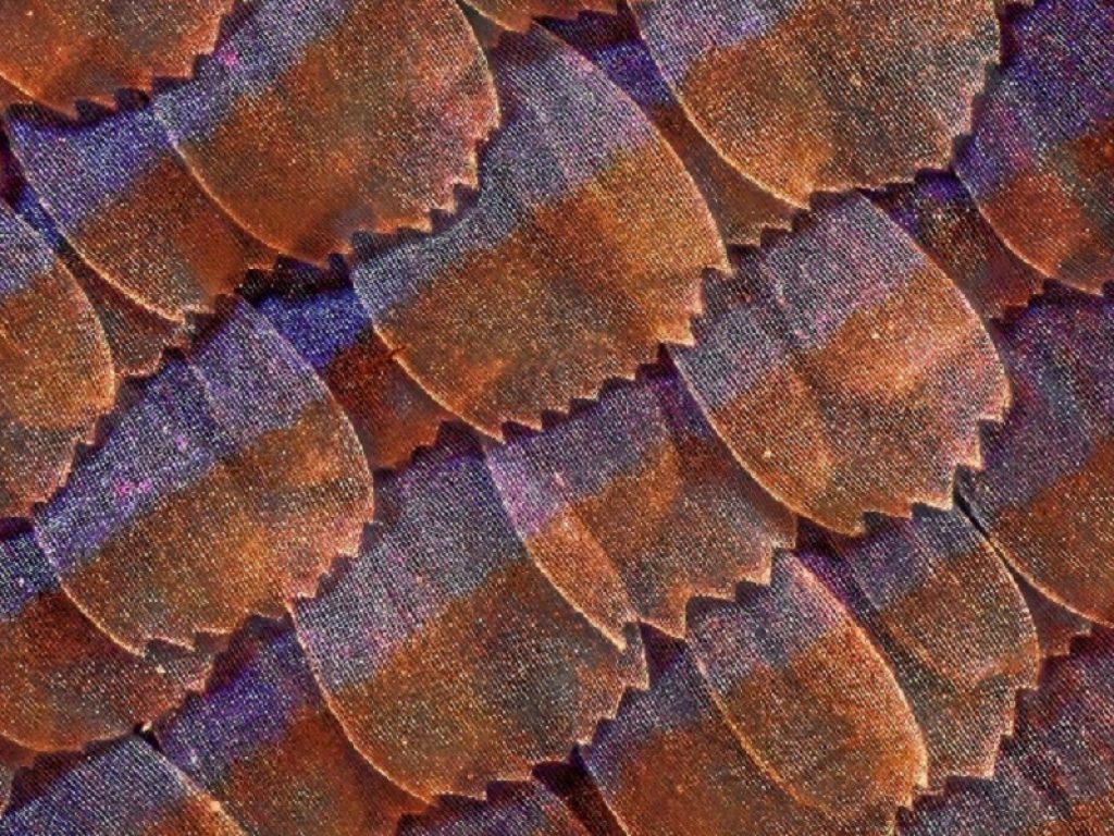 Al Museo della Fondazione Scienza e Tecnica di Firenze fino al 25 febbraio le foto di Massimo Brizzi che hanno conquistato tutti alla Wiki Science Competition