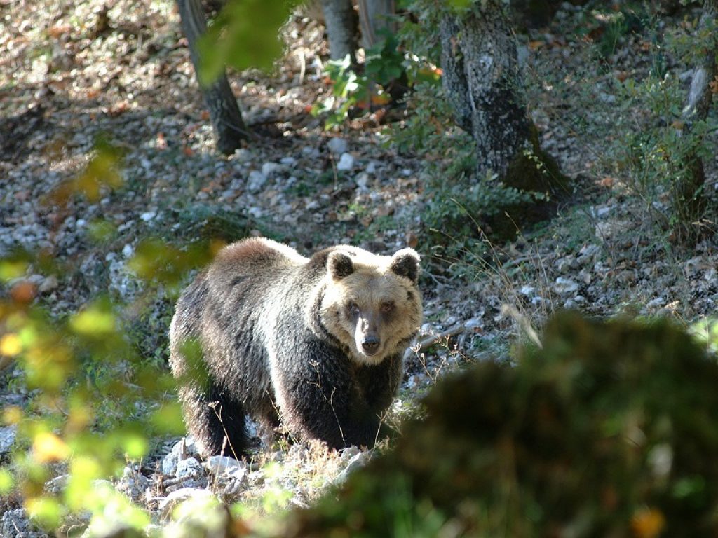 Runner morto in Trentino, l’autopsia conferma: era vivo quando ha incontrato l’orso. La Coldiretti: "Occorre garantire la sicurezza dei cittadini, dei turisti e degli allevamenti"