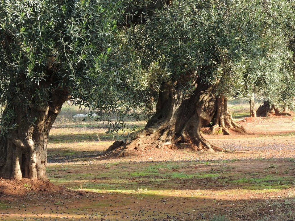Piano straordinario rigenerazione olivicola della Puglia: 5 milioni per gli ulivi monumentali. Bellanova ha firmato il decreto