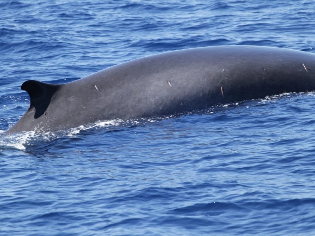 Uno studio su Current Biology mostra come le balene grigie abbiano maggiori probabilità di arenarsi nei giorni in cui sono presenti più macchie solari