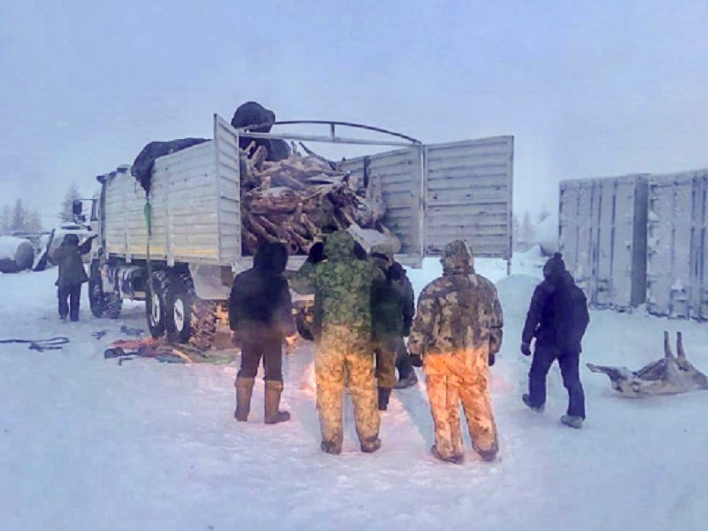 Corna e carcasse di renne selvatiche procurate illegalmente nella regione di Krasnoyars: fermato un convoglio di camion in Russia