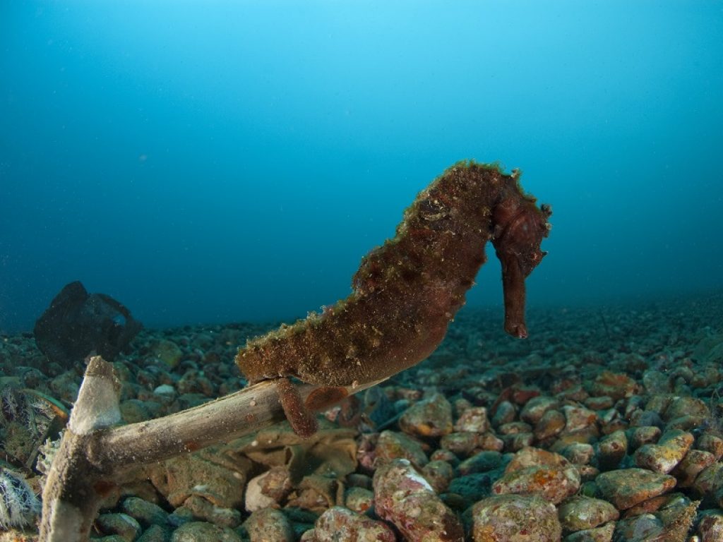 Venduti in Cina come afrodisiaco o catturati accidentalmente dai pescatori: allarme del WWF per i cavallucci marini minacciati dall'uomo