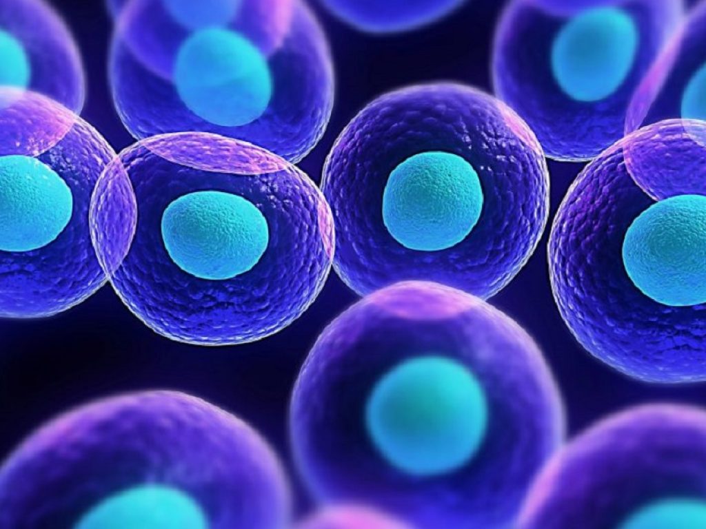 Infezioni virali: scoperta una "scorciatoia" del sistema immunitario per combatterle. Individuate nuove staminali più efficienti nella produzione di natural killer