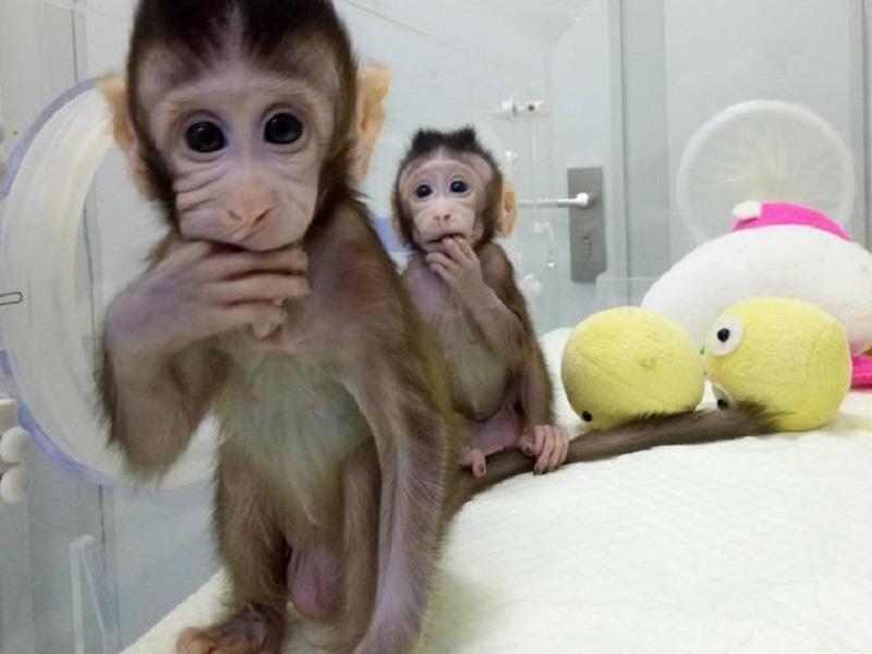 Le parole della scopritrice di questa tecnica, Emmanuelle Charpentier, che ha vinto il Premio Città di Firenze sulle Scienze Molecolari. Presto un documento della comunità scientifica sui rischi della clonazione umana