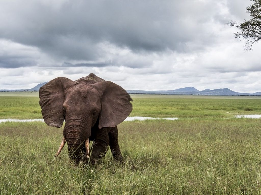 Dall’inizio della pandemia a marzo almeno 140 elefanti hanno visto la luce nel parco nazionale kenyano di Amboseli