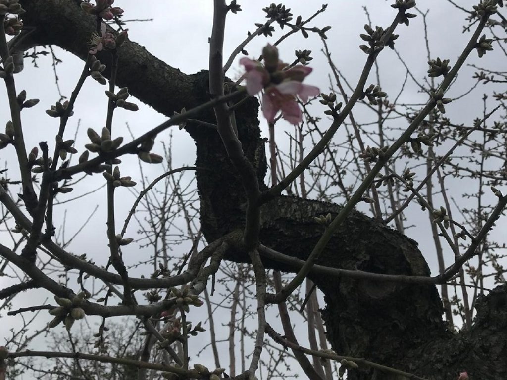 Primavera anticipata con il caldo record registrato a fine febbraio. Coldiretti: con questa anomalia mandorli in fiore e peschi già pronti a sbocciare