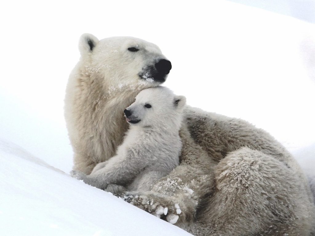 Oggi, 27 febbraio, è l'International Polar Bear Day: il WWF spiega come è possibile convivere con gli orsi polari e svela 12 curiosità sul "re dell'Artico"