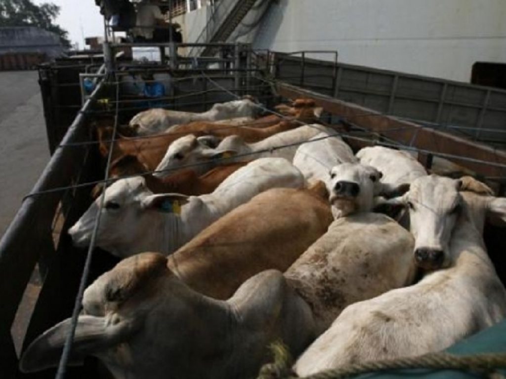 Il Parlamento europeo chiede maggiore protezione per gli animali durante il trasporto: la risoluzione non legislativa è stata adottata con 557 voti a favore