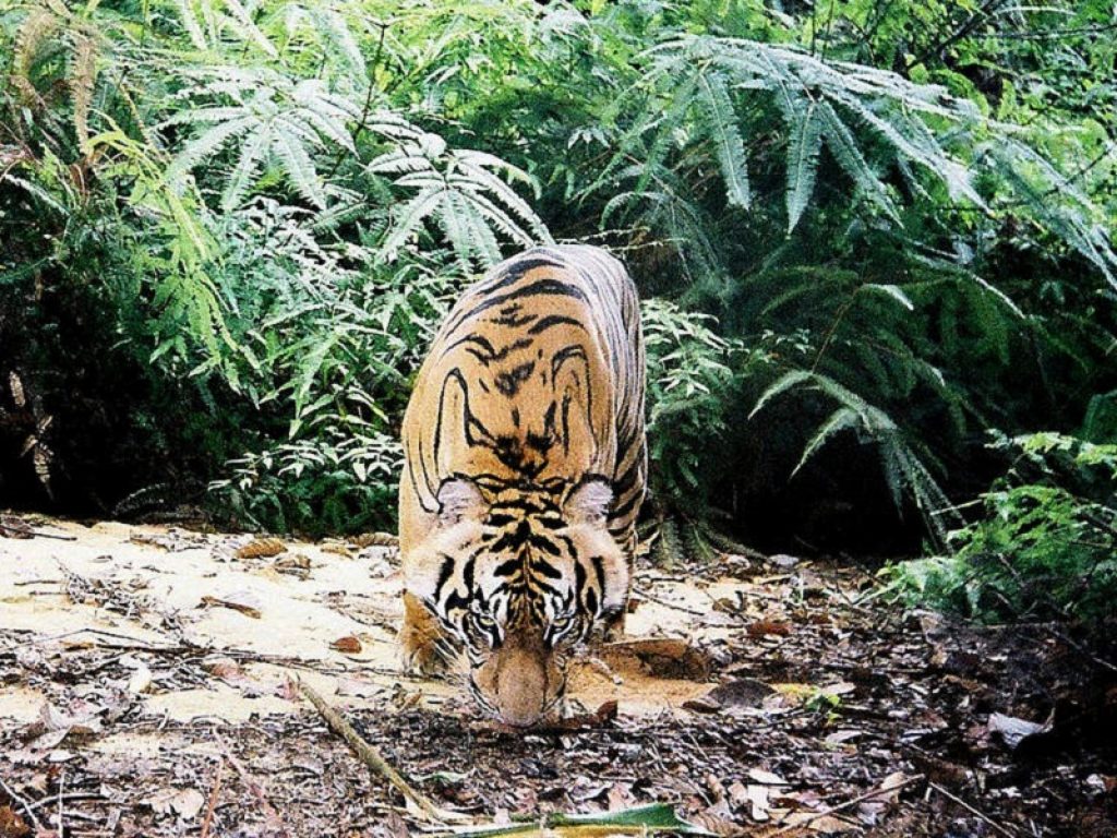 Nadia, una tigre dello zoo del Bronx, trovata positiva al Coronavirus Covid-19: è il primo caso di animale contagiato negli Stati Uniti