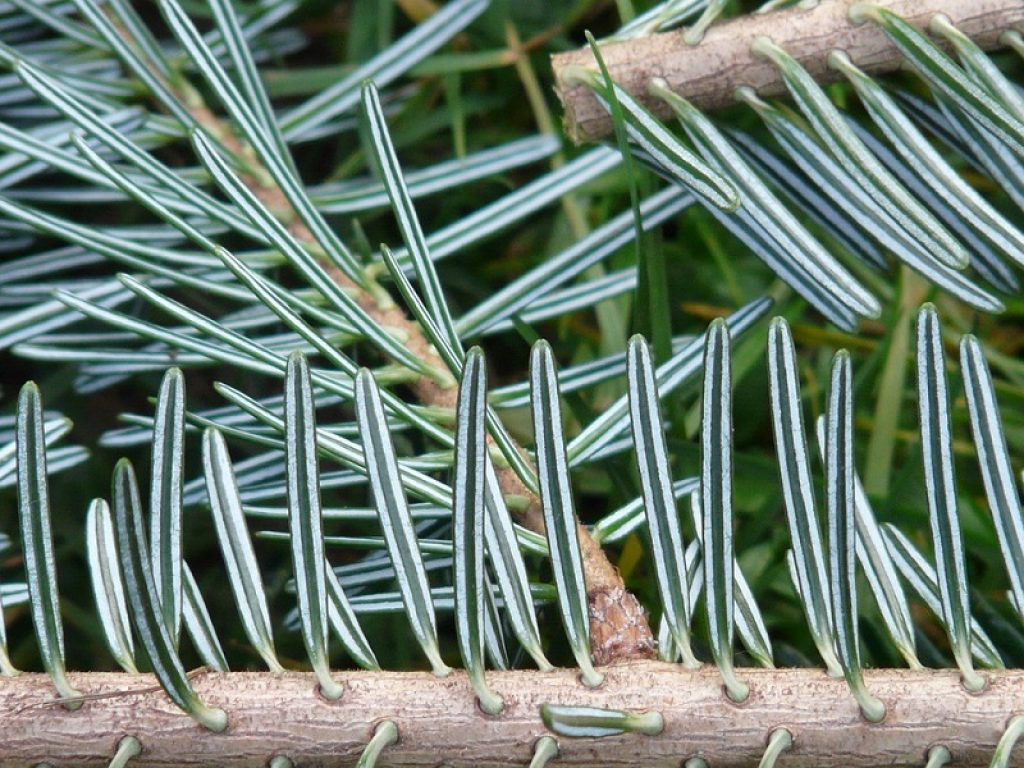 Un processo efficiente e a bassa temperatura, basato sulla tecnologia della cavitazione idrodinamica controllata, permette di estrarre in acqua straordinari composti bioattivi dagli aghi di abete bianco: con 500 grammi in oltre 100 litri di acqua si ottiene un additivo più potente rispetto alle Vitamine C ed E