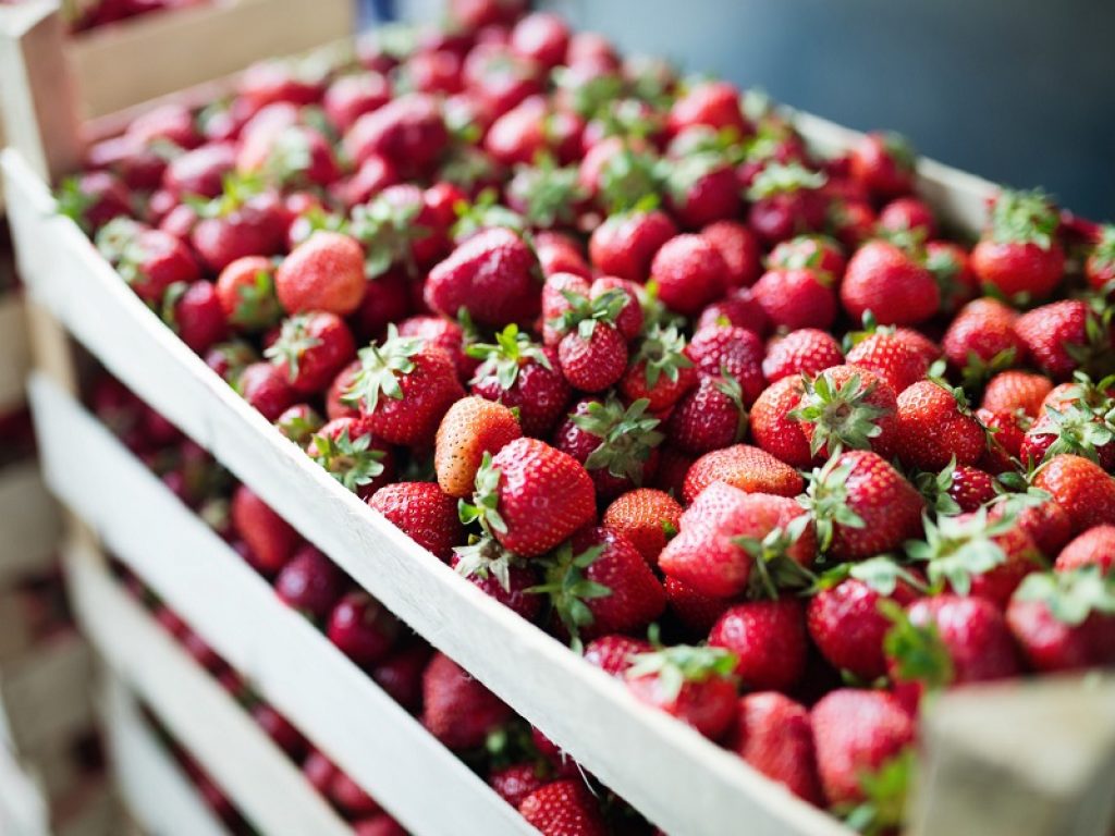 fragole