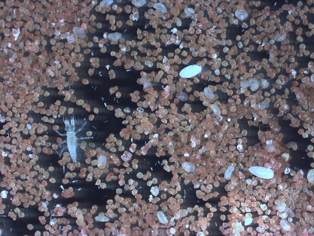 Progetto “iPlanta” di ENEA studia l’impatto ambientale dei biopesticidi di nuova generazione in grado di “silenziare” specifici geni degli insetti che causano danni alle coltivazioni