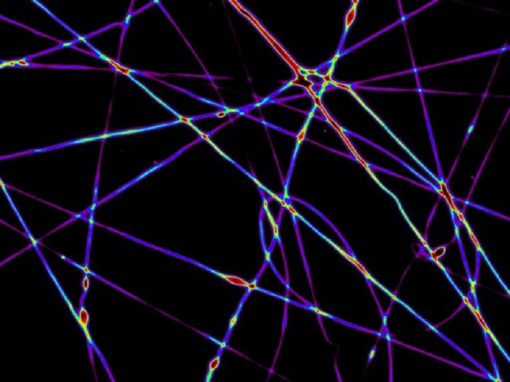 Ricercatori dell’Istituto nanoscienze del Cnr, Imperial College e Università di Pisa realizzano un nuovo tipo di laser basato su un reticolo di filamenti plastici che emettono e amplificano la luce. Pubblicato su Nature Communications, lo studio apre la strada a una nuova classe di dispositivi 