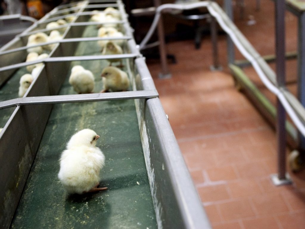 Dopo la peste suina allarme in Europa per focolai di influenza aviaria: coinvolte Bulgaria e Ungheria, un caso riscontrato anche in Italia