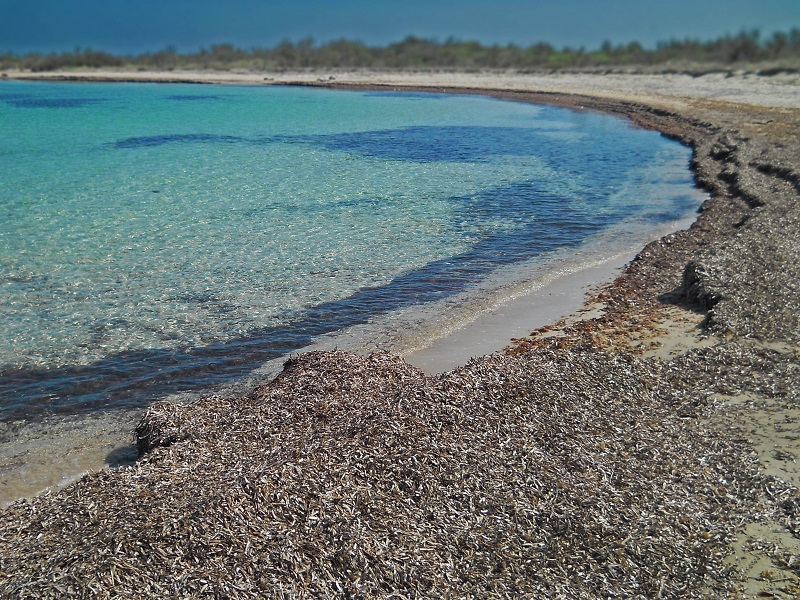 L'Italia firma accordi con Algeria, Tunisia, Albania e Slovenia per la gestione delle aree marine specialmente protette presenti nel Mediterraneo