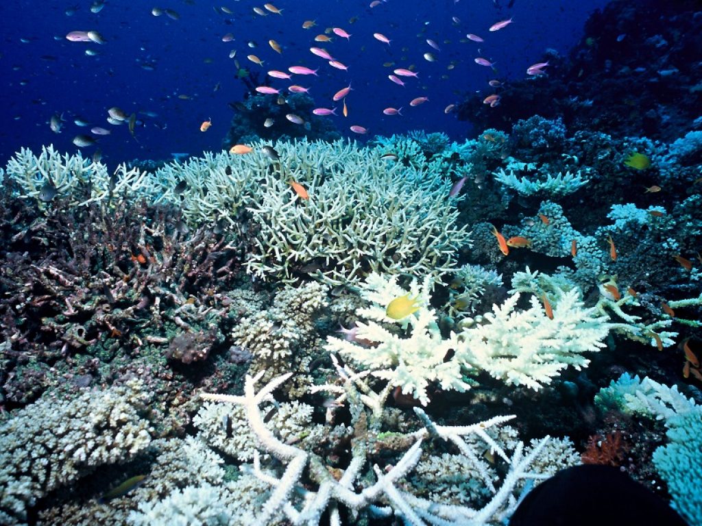 A causa del surriscaldamento e dell'acidificazione degli oceani, secondo il WWF, entro fine secolo è probabile che il 99% delle barriere coralline subisca uno sbiancamento così grave da provocare la morte dei coralli