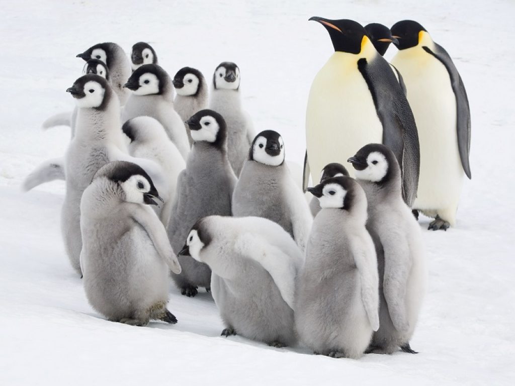 Oggi si celebra la Giornata mondiale dei pinguini: la specie più conosciuta è il pinguino imperatore, l’unico che vive tutto l’anno nel gelo antartico ed è a rischio estinzione
