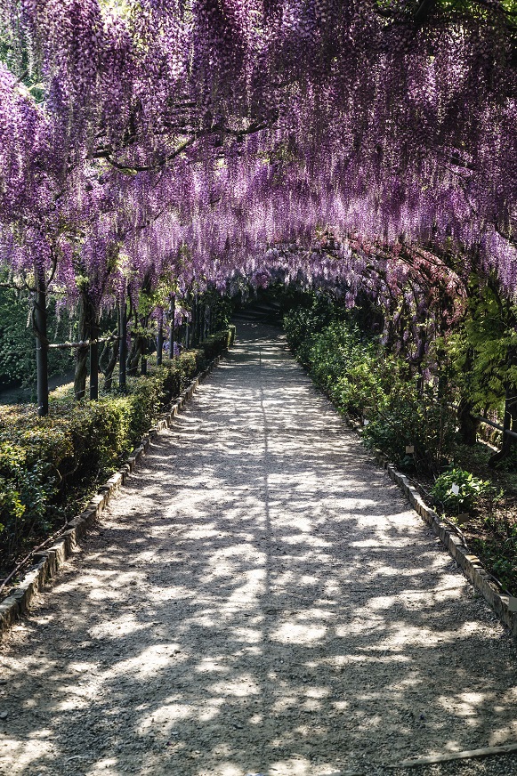 Glicine in fiore a Villa Bardini, torna il contest fotografico su Instagram: le cinque immagini più belle saranno condivise sul profilo ufficiale