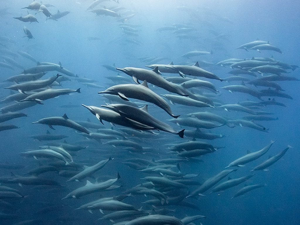 Nella baia giapponese di Wakayama al via la discussa caccia ai delfini: la controversa tecnica è stata descritta nel film documentario del 2009 "The Cove"