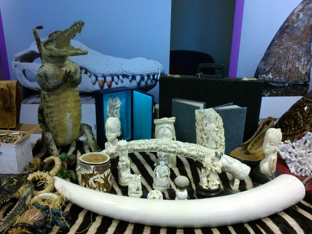 La denuncia del WWF: non si ferma il massacro di elefanti per il commercio illegale di avorio, in Cina sequestrate oltre duemila zanne