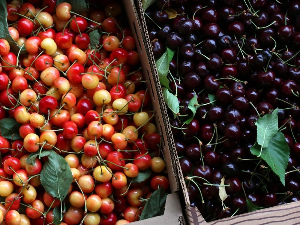 Le qualità nutrizionali, gli aspetti salutistici e la storia in cucina della ciliegia tra i temi della conferenza organizzata da Accademia Nazionale di Agricoltura