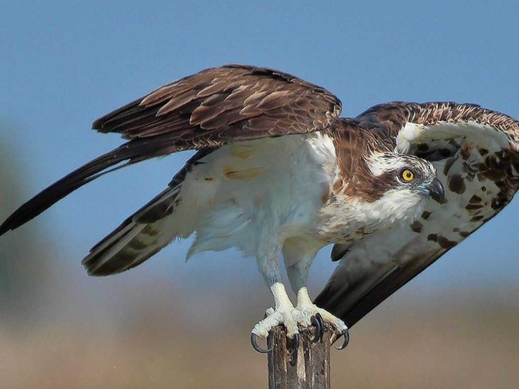Il falco pescatore torna a nidificare nel nido appositamente predisposto dal WWF all’interno dell’Oasi della Laguna di Orbetello