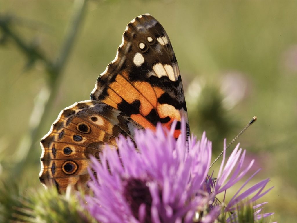 Nuovo report dell'IPBES rivela che l'azione distruttiva dell'uomo sulla biodiversità prosegue a ritmi senza precedenti