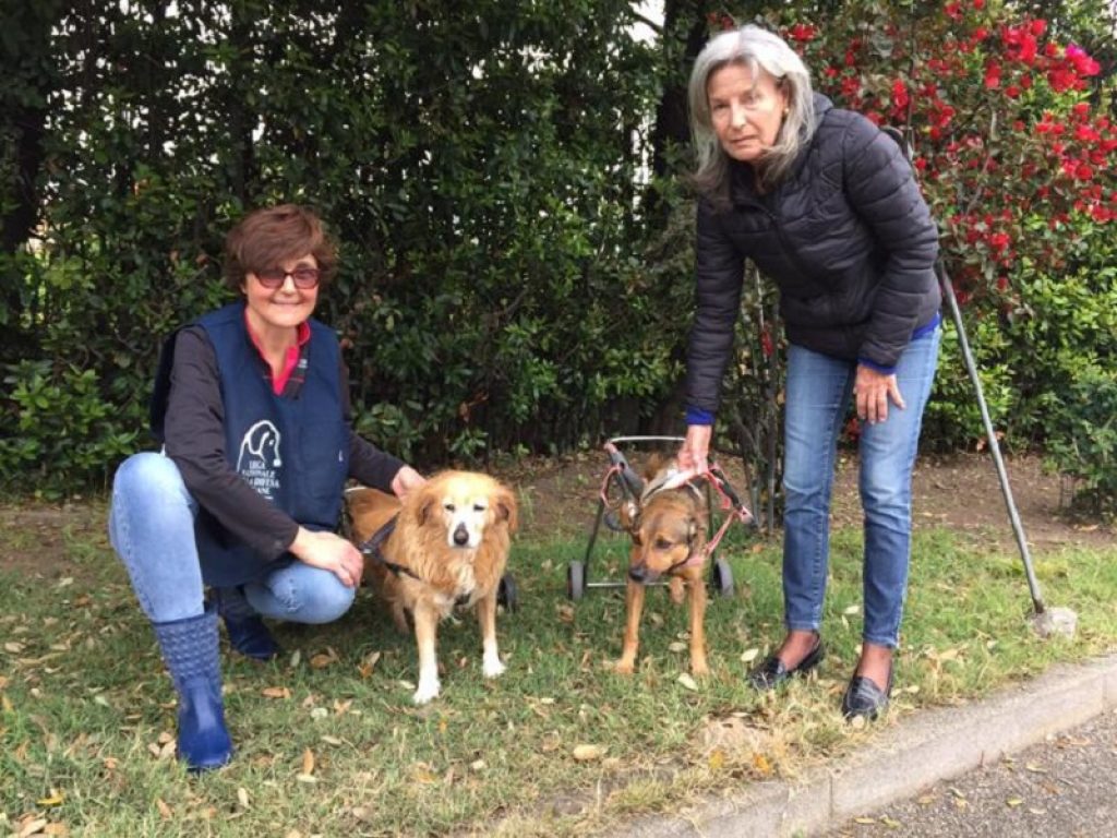 La Lega Nazionale per la Difesa del Cane (LNDC) lancia una campagna solidale per la costruzione di un rifugio con caratteristiche particolari per ospitare cani maltrattati e diventati disabili a causa delle sevizie