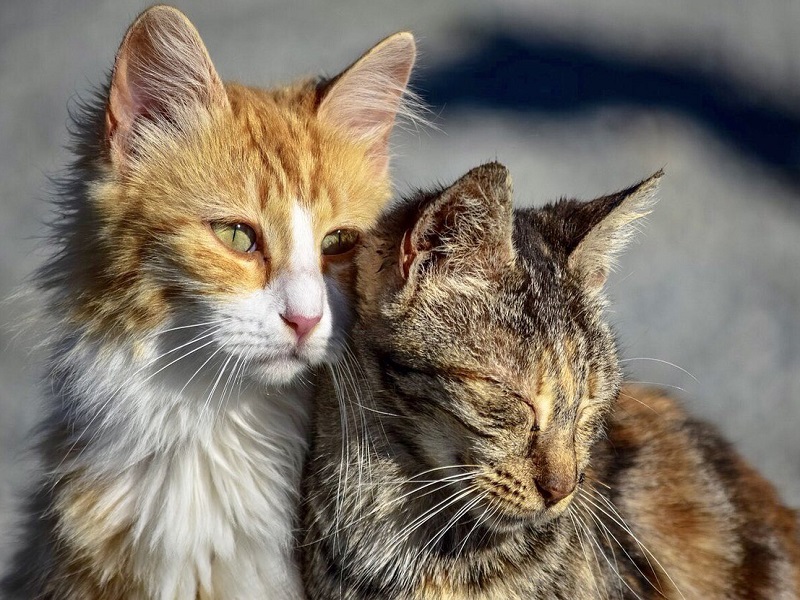 A Quarto, in provincia di Napoli, nuova cartellonistica stradale: collocati segnali per indicare la presenza di una colonia felina