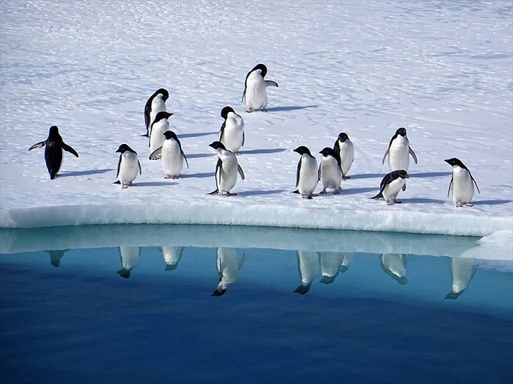 Antartide, alcune colonie di pinguini calate fino al 77% in soli 50 anni: lo denunciano ricercatori impegnati nella spedizione Greenpeace