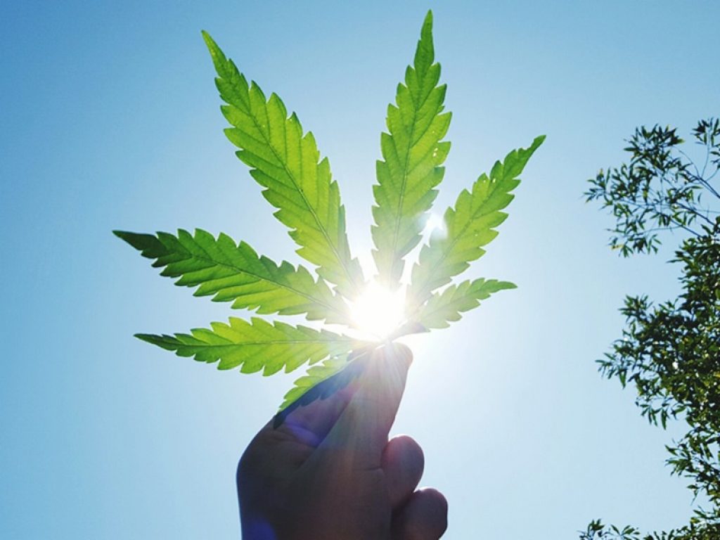 I contributi ai coltivatori di canapa prevedono una somma di 300 euro ad ettaro, nel limite di 50 ettari; altri fondi saranno destinati alla ricerca per progetti su nuove varietà