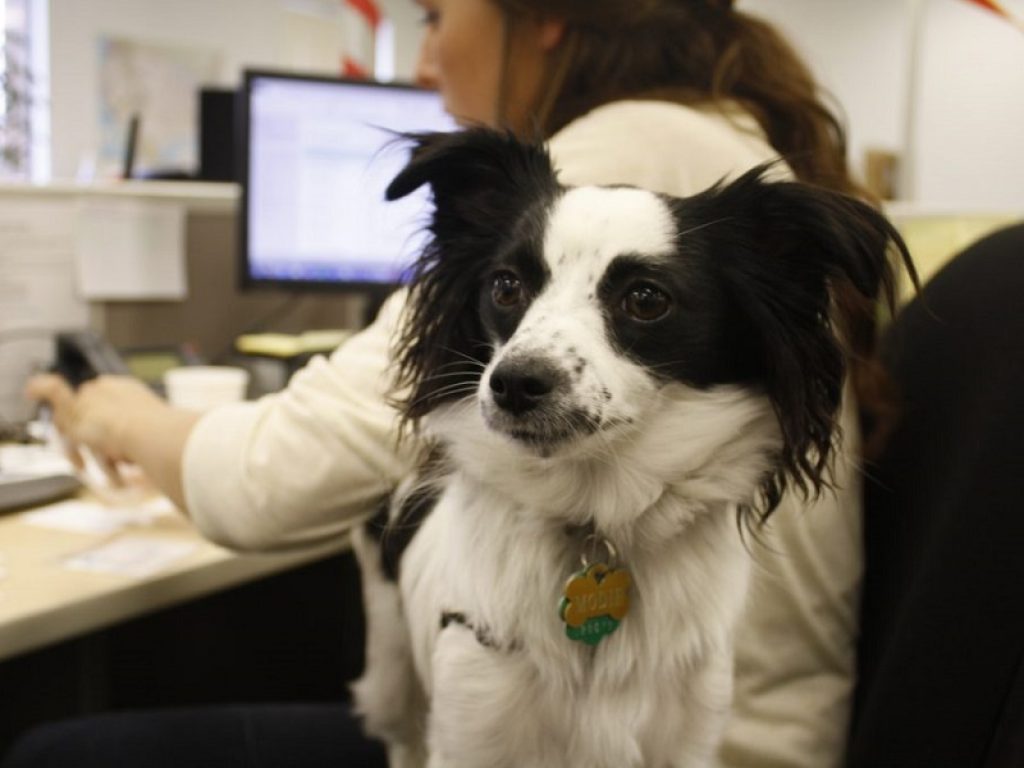 Il 21 giugno si celebra la Giornata del cane in ufficio: il vademecum degli esperti per aiutare i proprietari degli amici a quattro zampe 