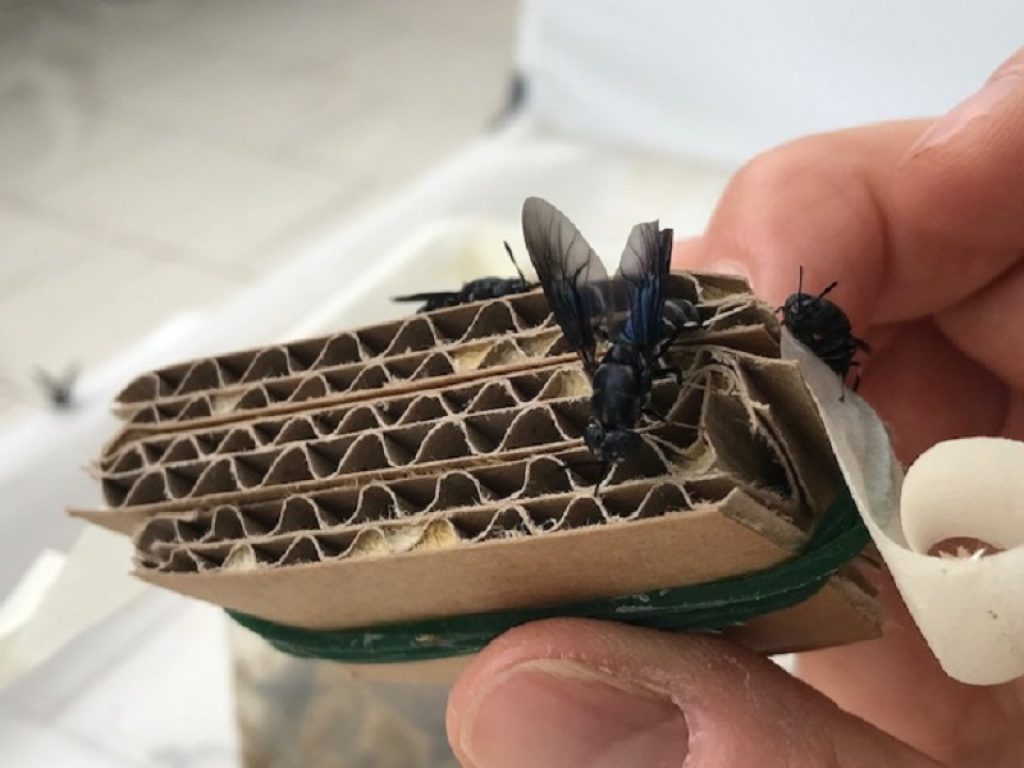 Progetto ENEA prevede l'utilizzo di insetti che si nutrono di materia organica in decomposizione per la produzione di compost e biocarburanti avanzati