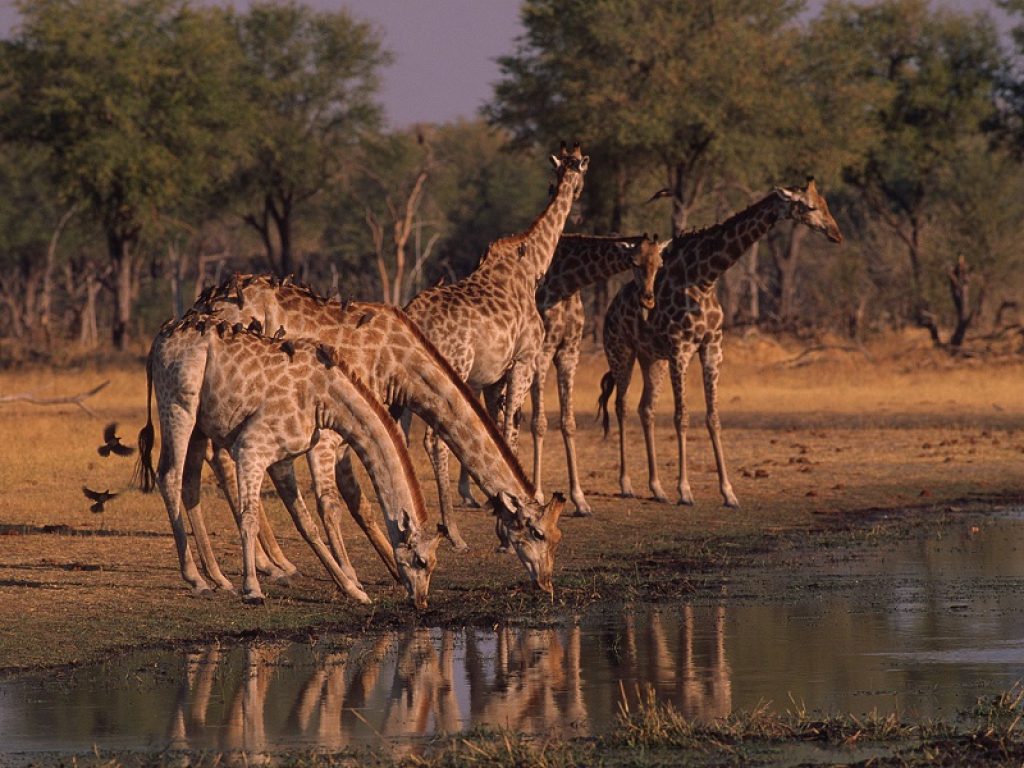 Elefanti e giraffe a spasso per Parma: la clip spettacolare per la biodiversità dell'associazione Italiana Esperti d'Africa