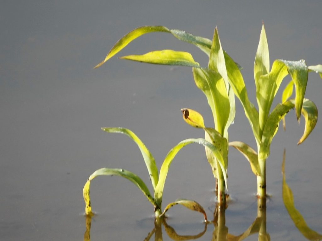 Le piante hanno bisogno di poco ossigeno per produrre foglie e fiori: su Nature lo studio internazionale coordinato dai ricercatori dell’università di Pisa