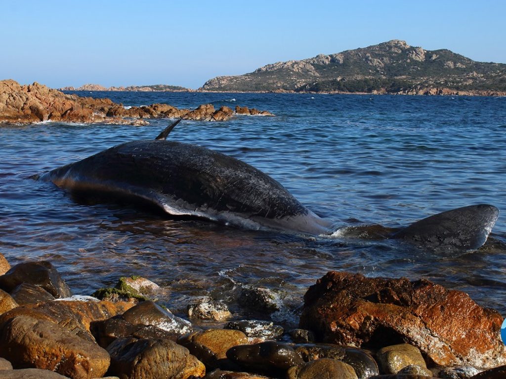 Allarme WWF per il Mediterraneo: sale a sei il numero dei capodogli trovati spiaggiati quest’anno lungo le coste italiane