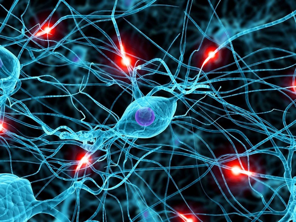 Il consorzio di ricerca sul cervello SYNGO rilascia la prima catalogazione accurata dei geni che agiscono sulle sinapsi
