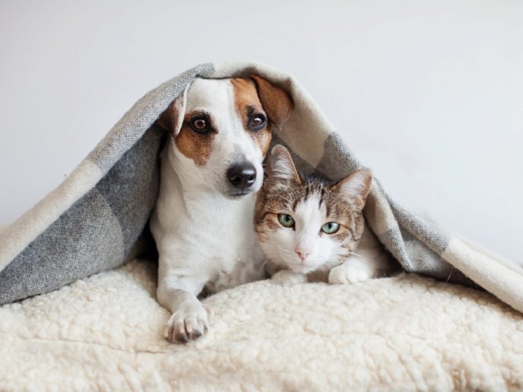 Rischio stress per cane e gatto in vista della riapertura: serve prepararsi in anticipo e farsi aiutare dai feromoni per evitare il disagio dovuto al distacco