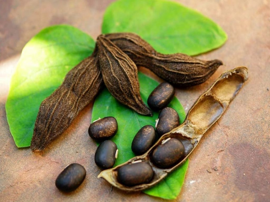 La mucuna pruriens, un legume ricco di levodopa, può migliorare le condizioni dei pazienti con malattia di Parkinson