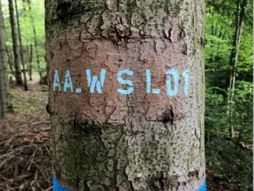 Team internazionale ha sequenziato il codice genetico dell’abete bianco: aiuterà a comprendere la diversità genetica all'interno della specie